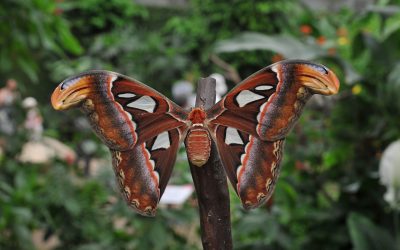 Visit a Butterfly Park